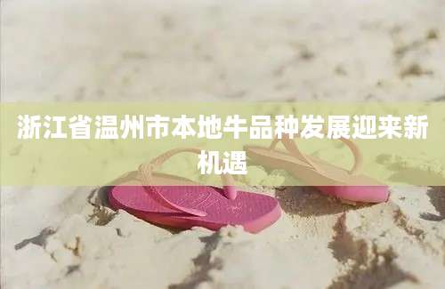 浙江省温州市本地牛品种发展迎来新机遇