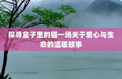 探寻盒子里的猫一场关于爱心与生命的温暖故事