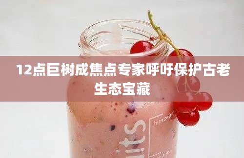12点巨树成焦点专家呼吁保护古老生态宝藏