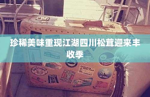 珍稀美味重现江湖四川松茸迎来丰收季