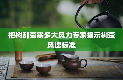 把树刮歪需多大风力专家揭示树歪风速标准