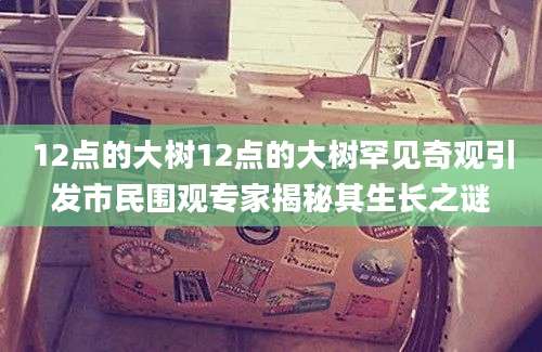 12点的大树12点的大树罕见奇观引发市民围观专家揭秘其生长之谜