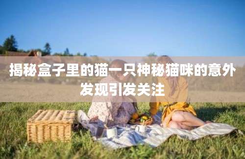 揭秘盒子里的猫一只神秘猫咪的意外发现引发关注