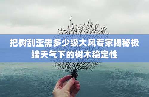 把树刮歪需多少级大风专家揭秘极端天气下的树木稳定性