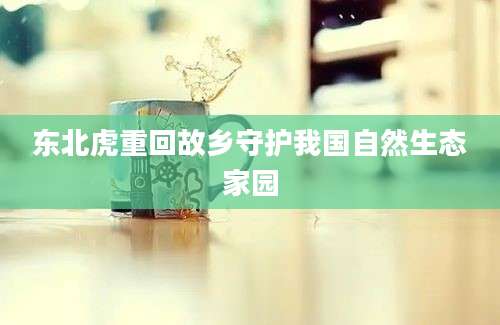东北虎重回故乡守护我国自然生态家园
