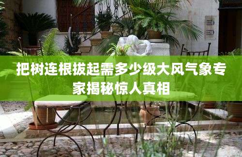 把树连根拔起需多少级大风气象专家揭秘惊人真相