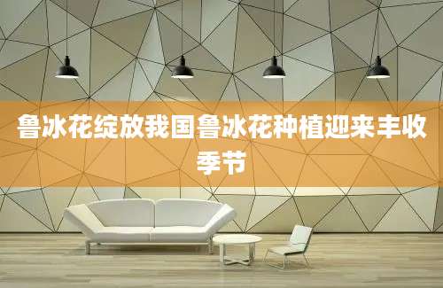 鲁冰花绽放我国鲁冰花种植迎来丰收季节
