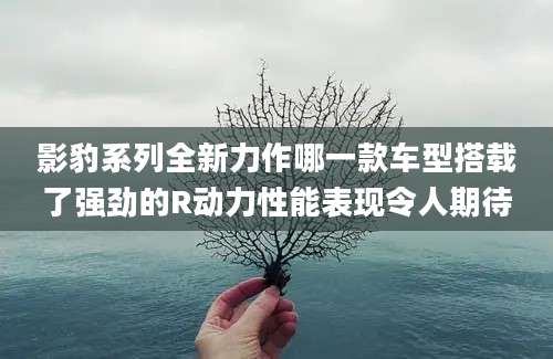 影豹系列全新力作哪一款车型搭载了强劲的R动力性能表现令人期待